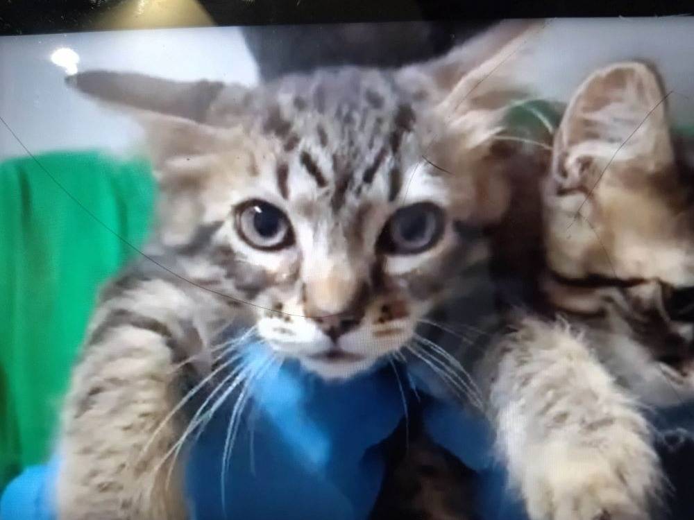 Adozione gatto, maschio, Razza sconosciuta Razza sconosciuta, 3 mesi, taglia non valida, Sassari