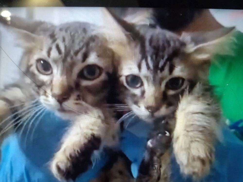 Adotta un gatto, maschio, 3 mesi, Sassari
