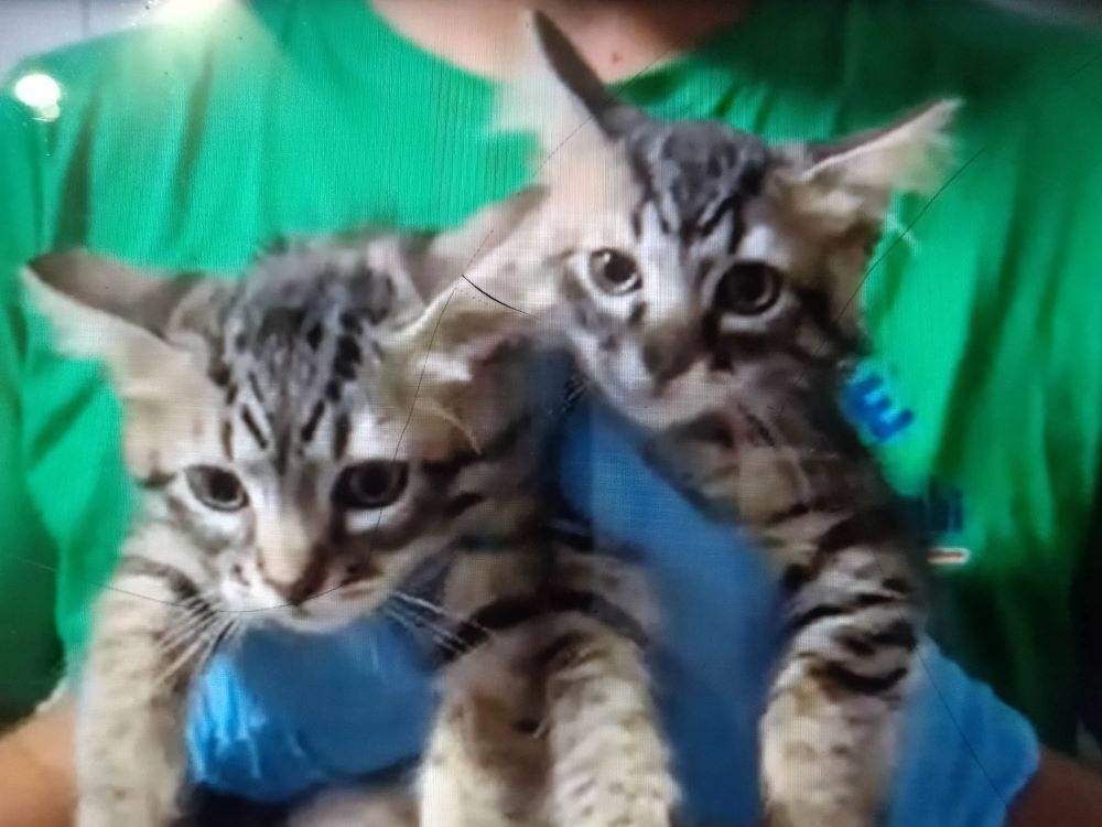 Adotta un gatto, taglia non valida, maschio, Sassari