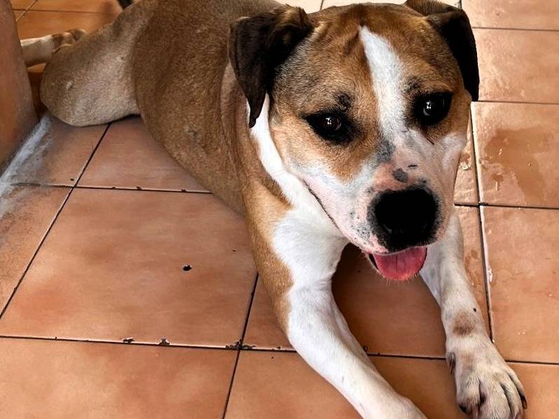 Adozione cane, maschio, Razza sconosciuta Razza sconosciuta, 7 anni e 4 mesi, taglia grande, Milano