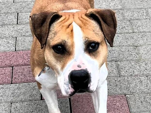 Adotta un cane, maschio, 7 anni e 4 mesi, Milano