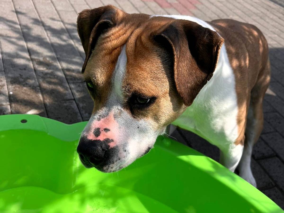 Adotta il cane GOLD a Milano
