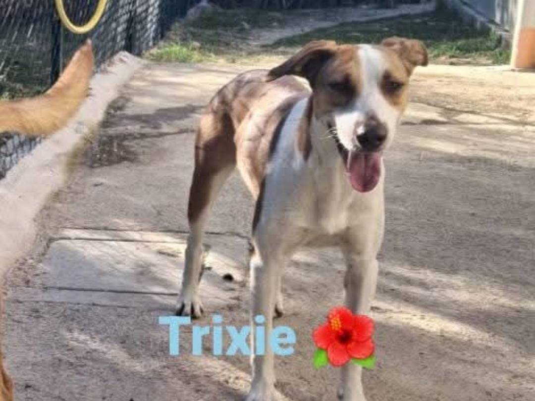 Adozione cane, femmina, Pastore Belga Malinois Razza sconosciuta, 2 anni e 3 mesi, taglia media, Terni