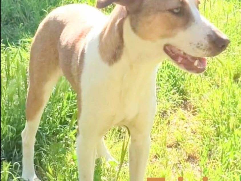 Adotta un cane, femmina, 2 anni e 3 mesi, Terni