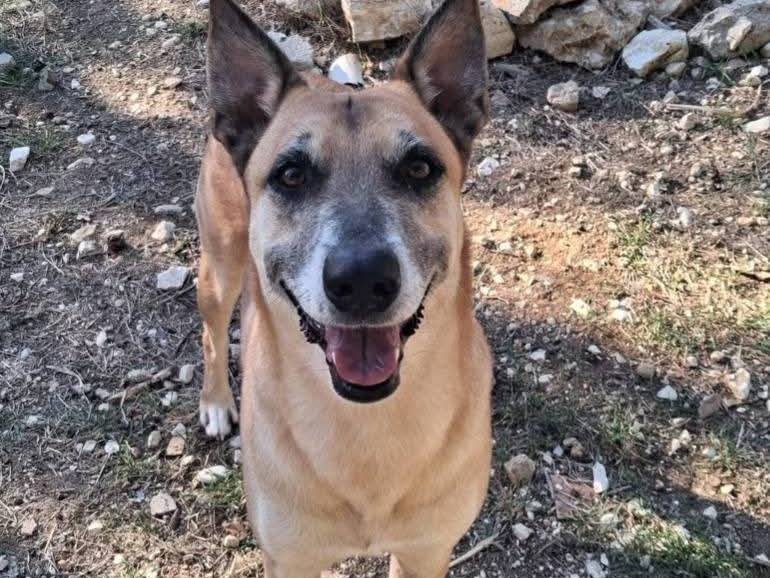 Adozione cane, maschio, Pastore Belga Malinois Razza sconosciuta, 4 anni e 11 mesi, taglia media, Terni