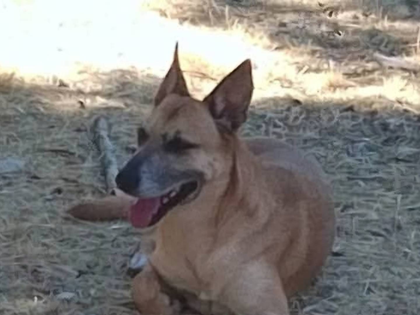 Adotta un cane, maschio, 4 anni e 11 mesi, Terni