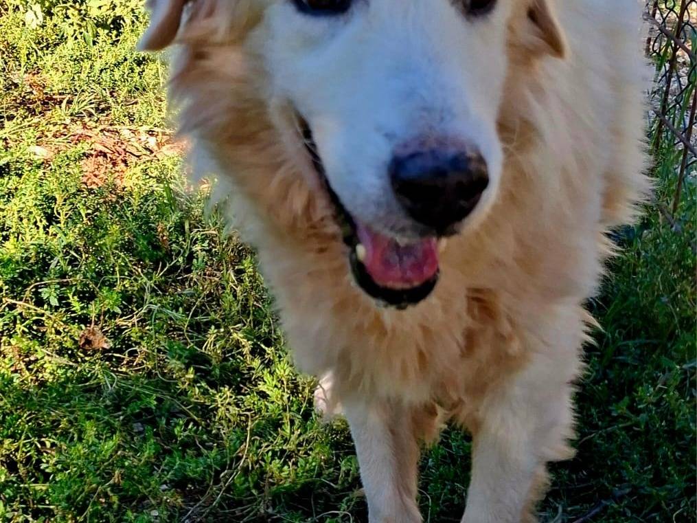 Adotta un cane, maschio, 12 anni, Terni