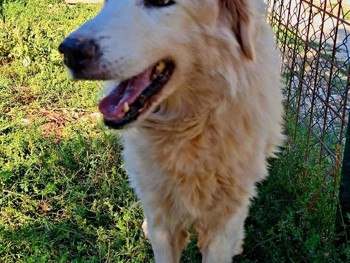 Adotta un cane, taglia grande, maschio, Terni