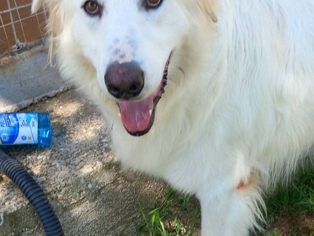 Adotta un cane, maschio, 5 anni e 1 mese, Terni