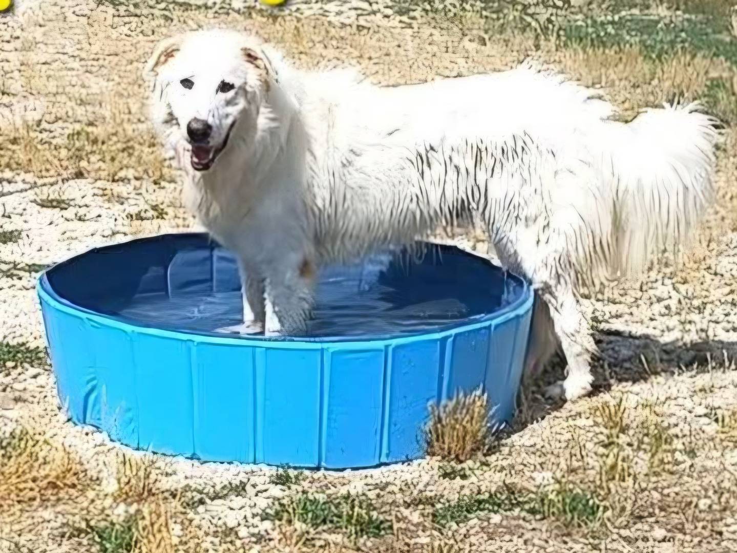 Adotta un cane, taglia gigante, maschio, Terni