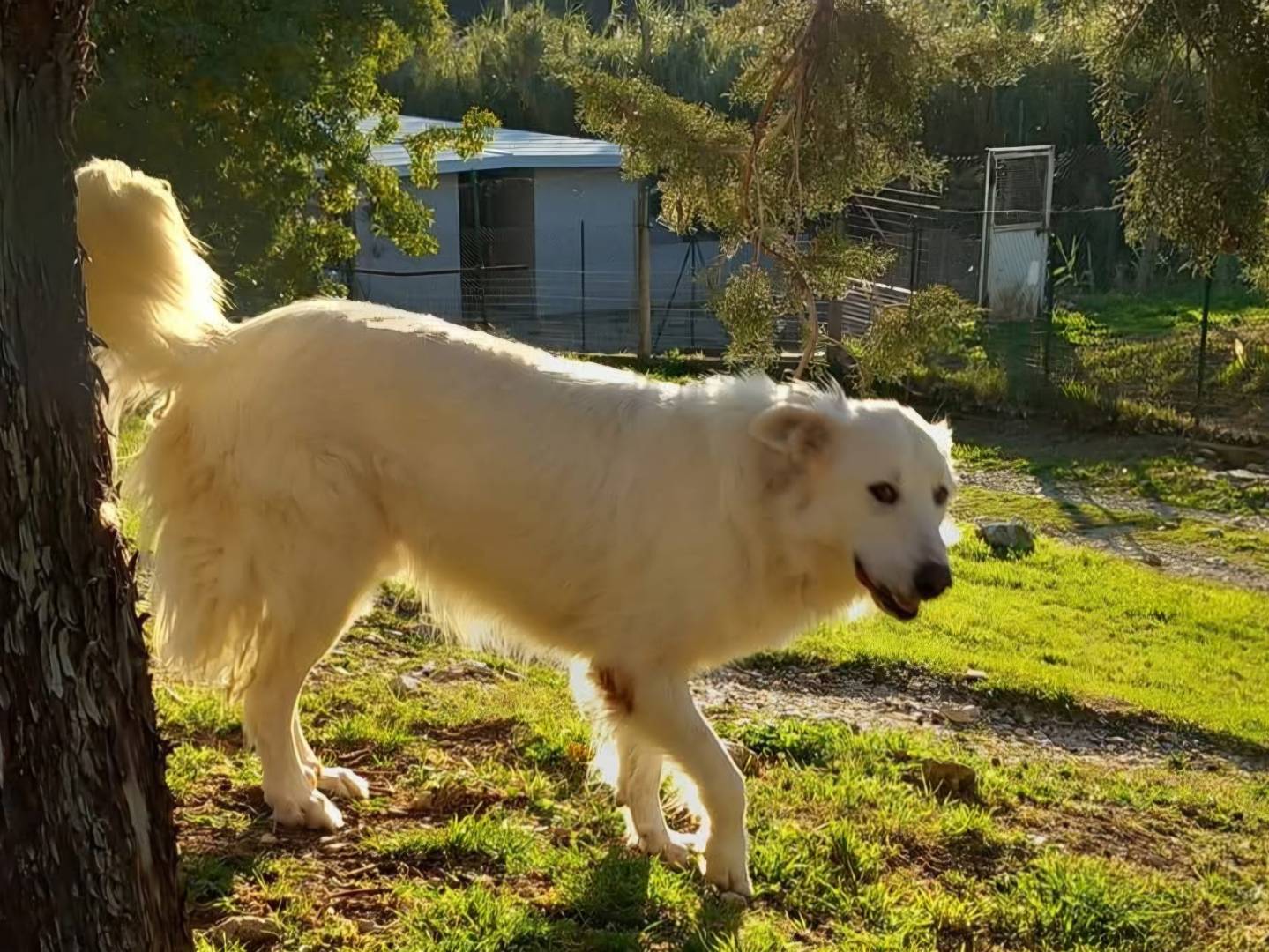 Adozione cane, maschio, Pastore maremmano Razza sconosciuta, 5 anni e 1 mese, taglia gigante, Terni