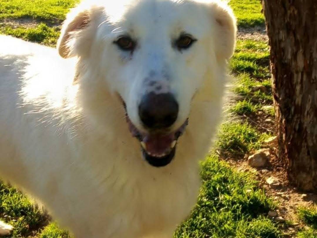 Vuoi adottare un cane a Terni?