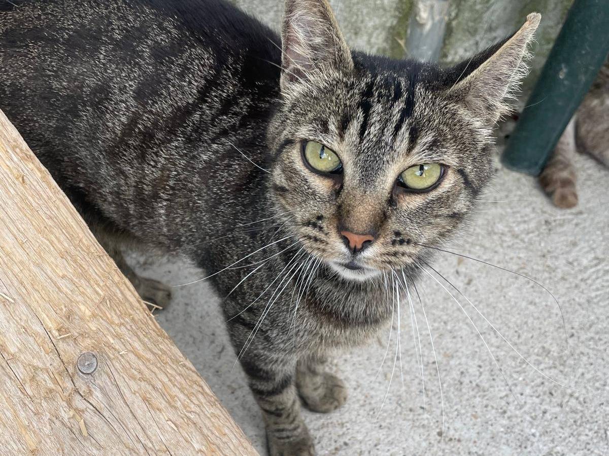 Adotta un gatto, taglia non valida, maschio, Terni
