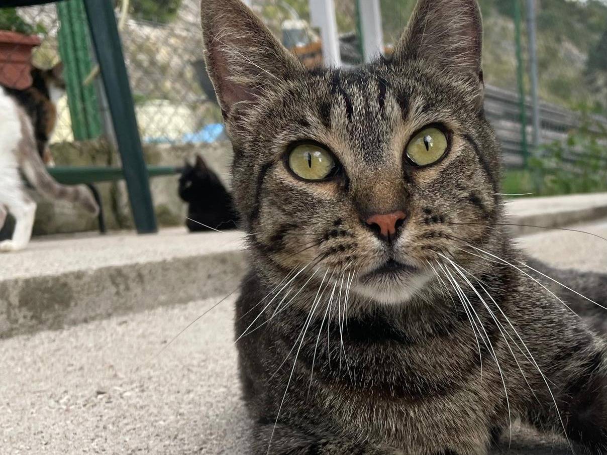Adozione gatto, maschio, Razza sconosciuta Razza sconosciuta, 5 anni e 1 mese, taglia non valida, Terni