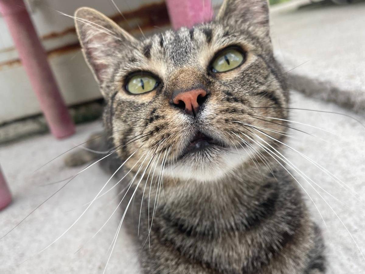 Vuoi adottare un gatto a Terni?