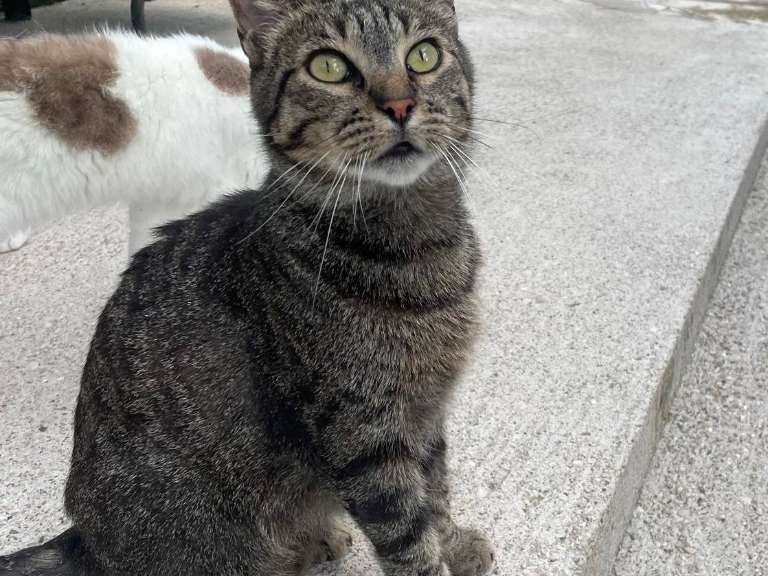 Adotta un gatto, maschio, 5 anni e 1 mese, Terni
