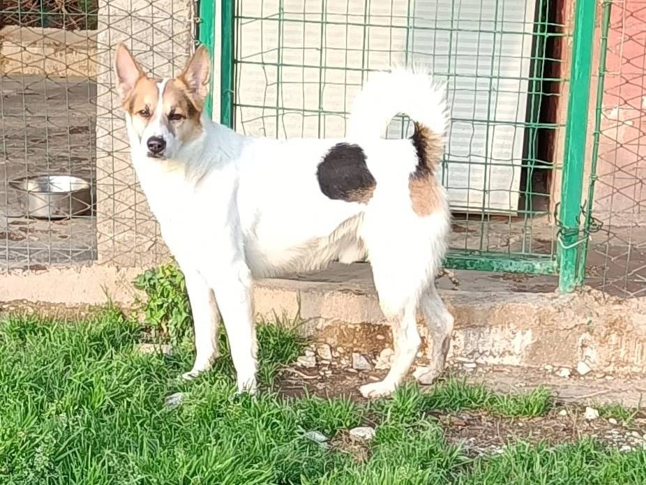 Adozione cane, maschio, Border Collie Razza sconosciuta, 9 anni e 9 mesi, taglia media, Terni