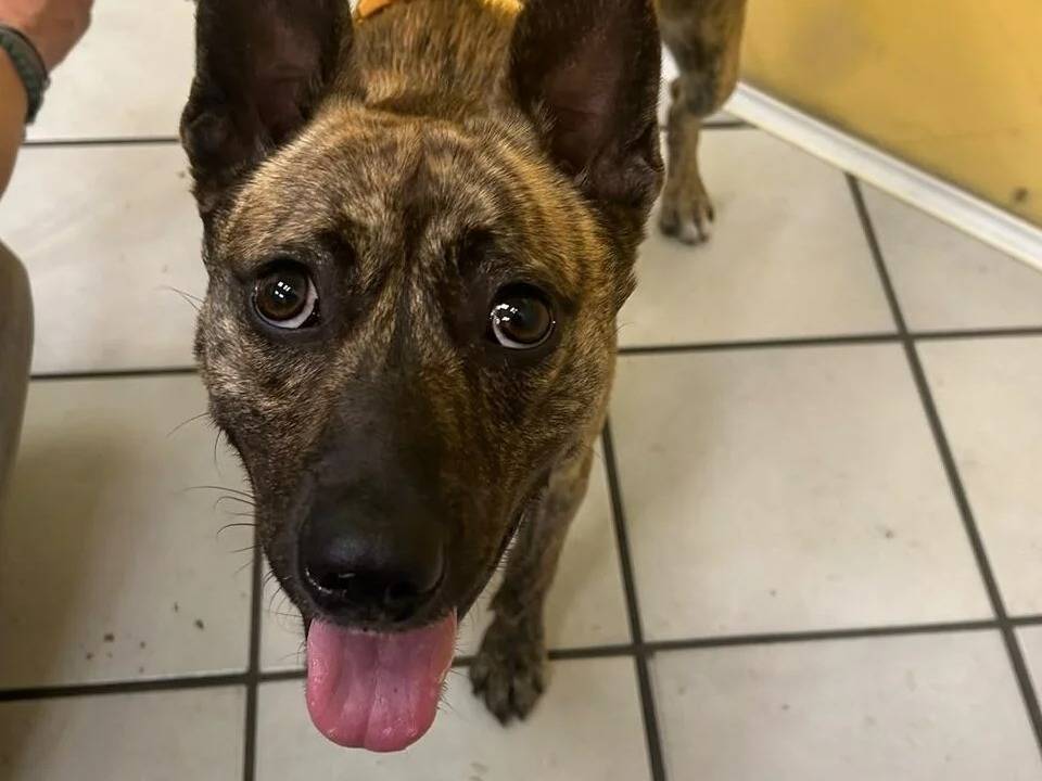 Adotta un cane, taglia media contenuta, maschio, Roma