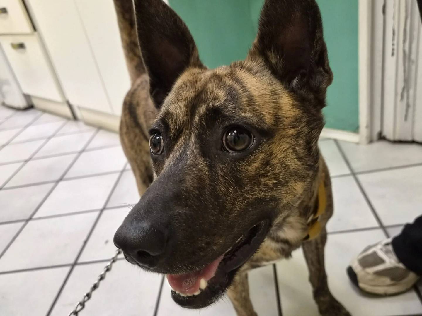 Adotta un cane, maschio, 9 mesi, Roma