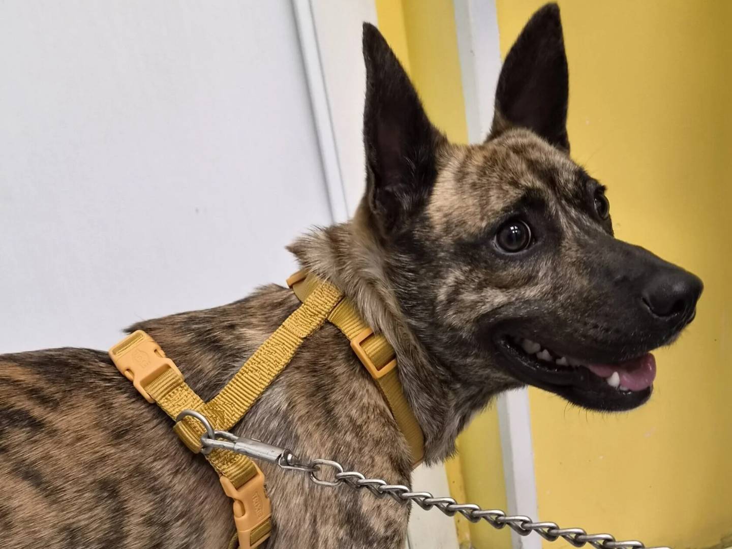 Adozione cane, maschio, Razza sconosciuta Razza sconosciuta, 9 mesi, taglia media contenuta, Roma