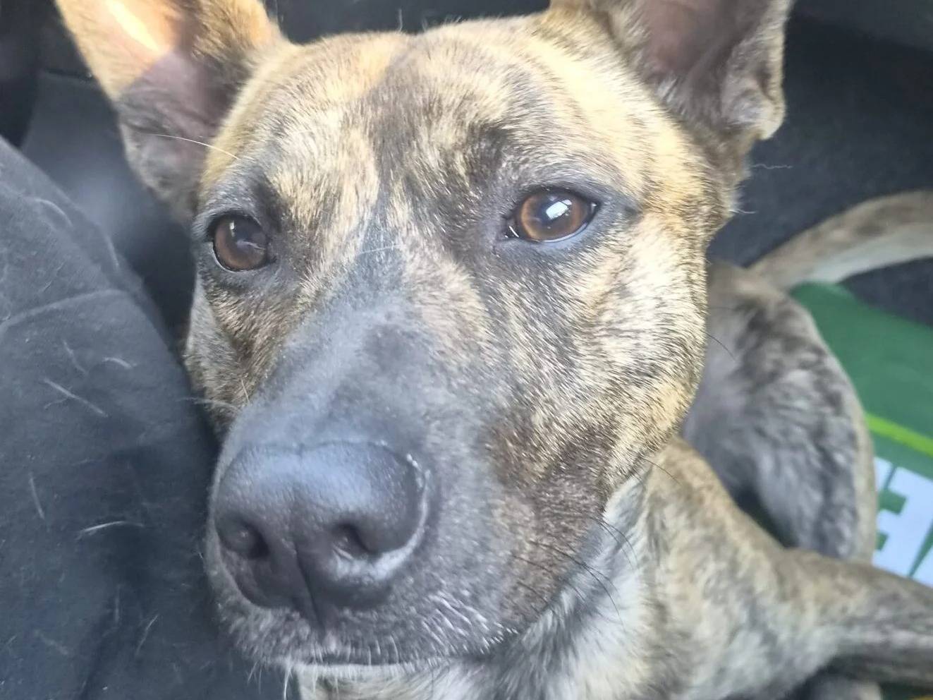 Vuoi adottare un cane a Roma?