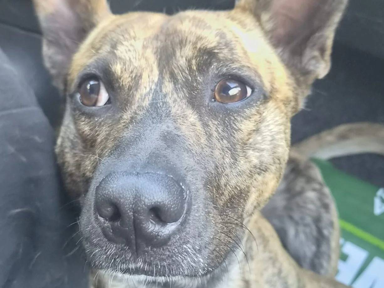 Adotta il cane GEOLIER  a Roma