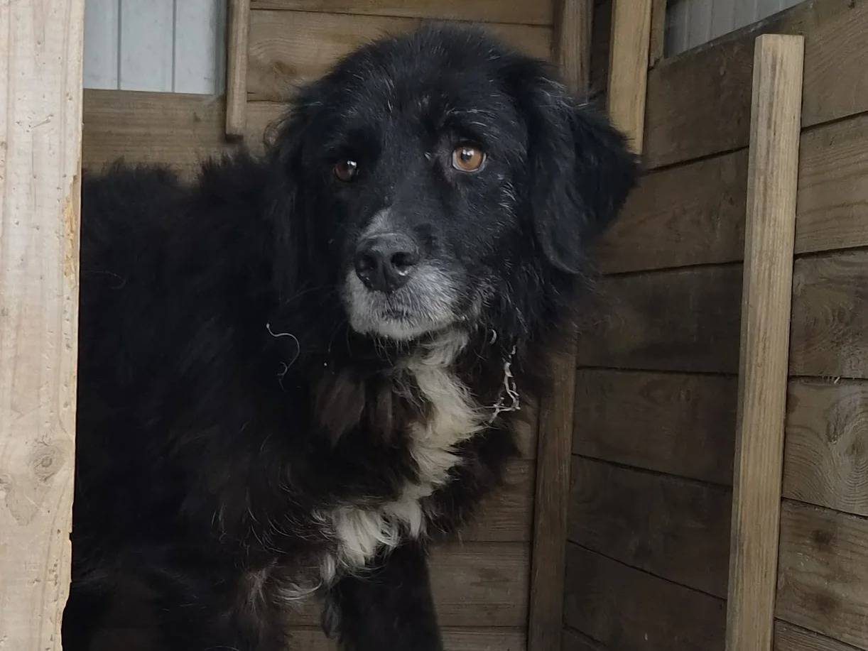 Adotta un cane, femmina, 8 anni e 5 mesi, Roma