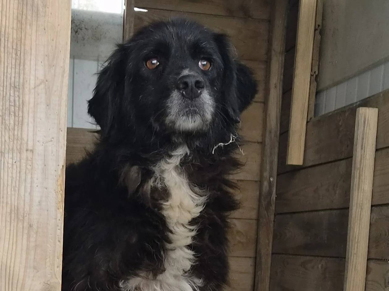 Adotta un cane, taglia media, femmina, Roma