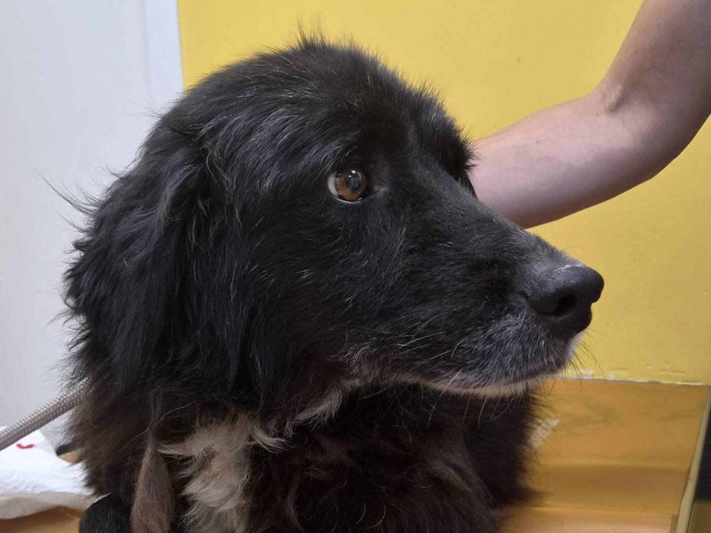 Adotta il cane ERAORA  a Roma