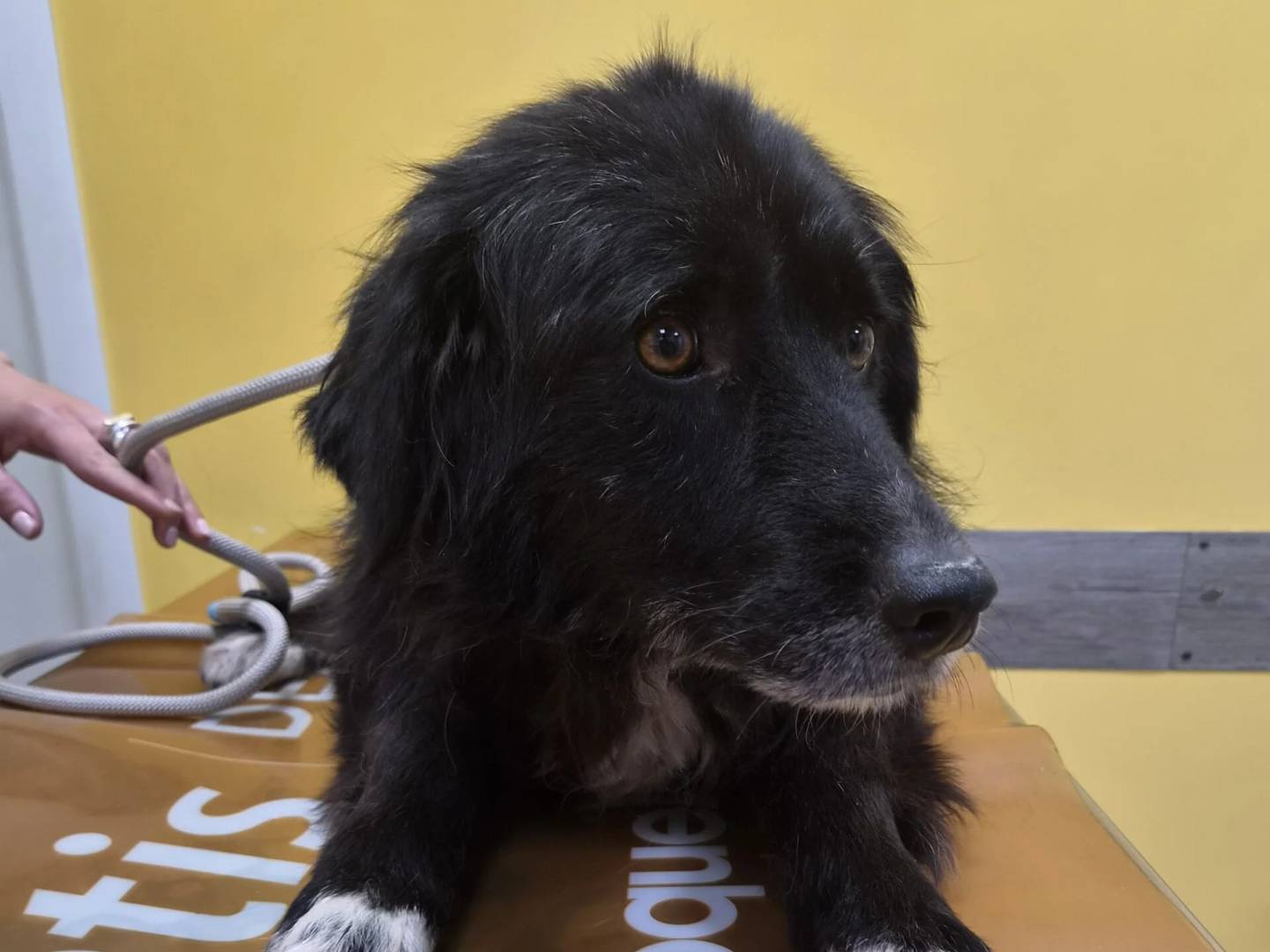 Adozione cane, femmina, Border Collie Razza sconosciuta, 8 anni e 5 mesi, taglia media, Roma
