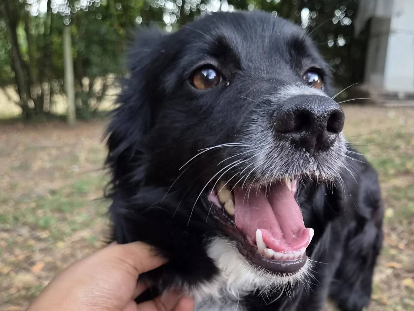 Adotta un cane, taglia media contenuta, femmina, Roma