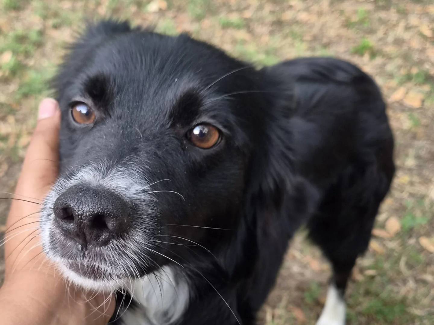 Adotta un cane, femmina, 2 anni e 6 mesi, Roma