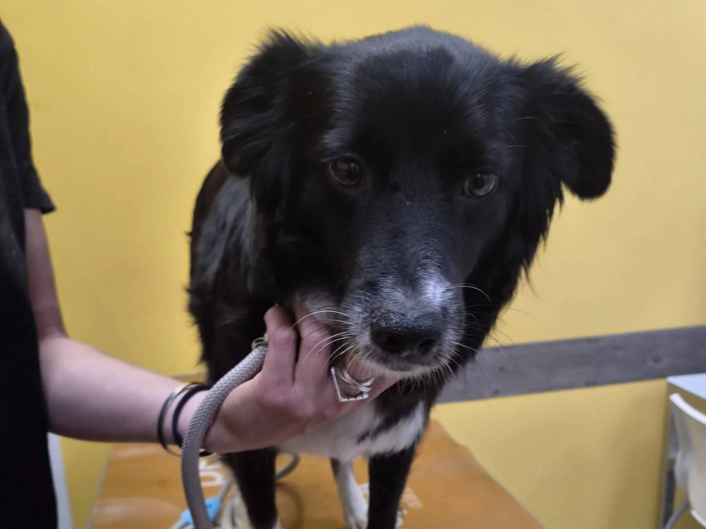 Vuoi adottare un cane a Roma?