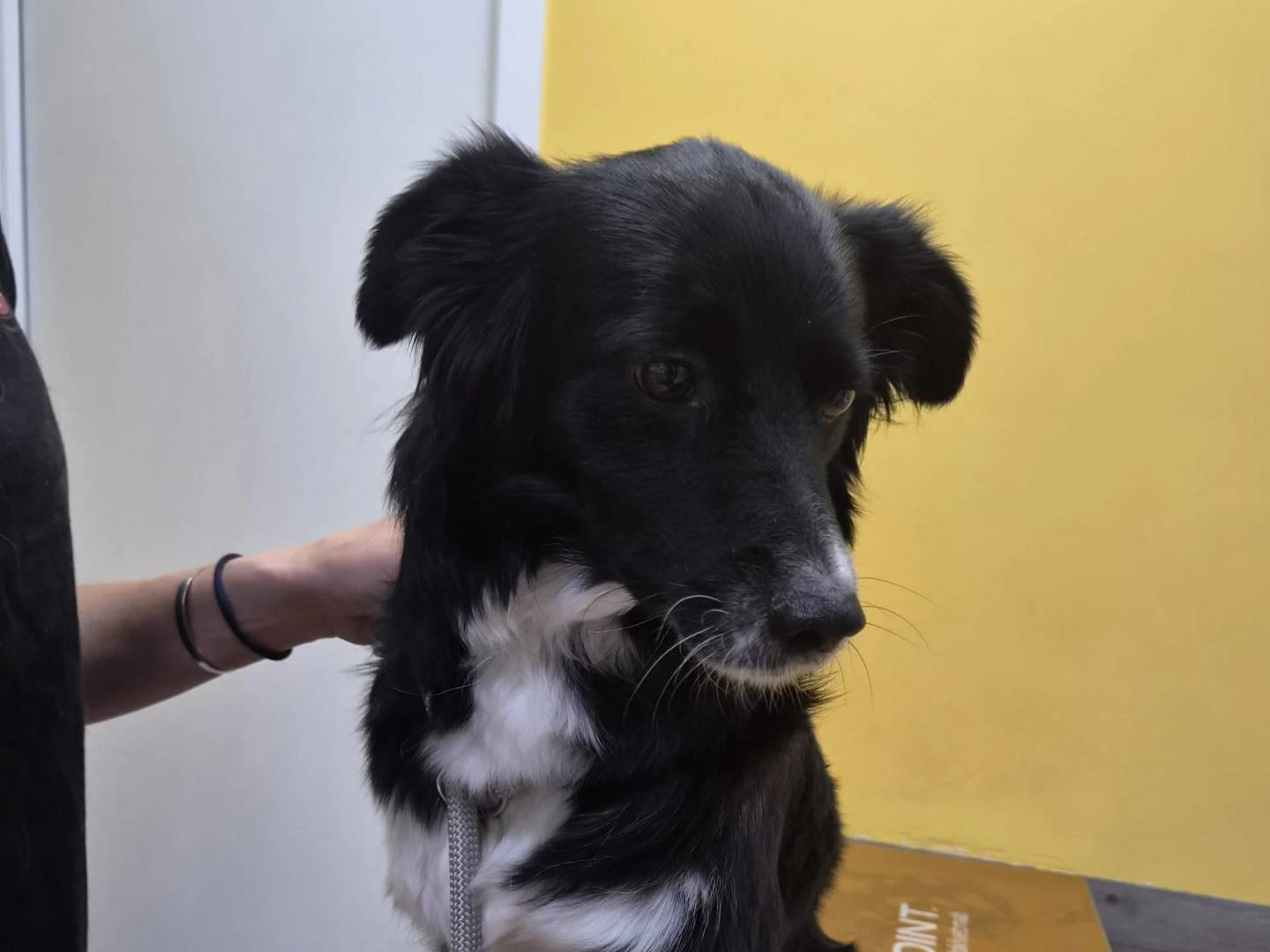 Adotta il cane DIETA a Roma