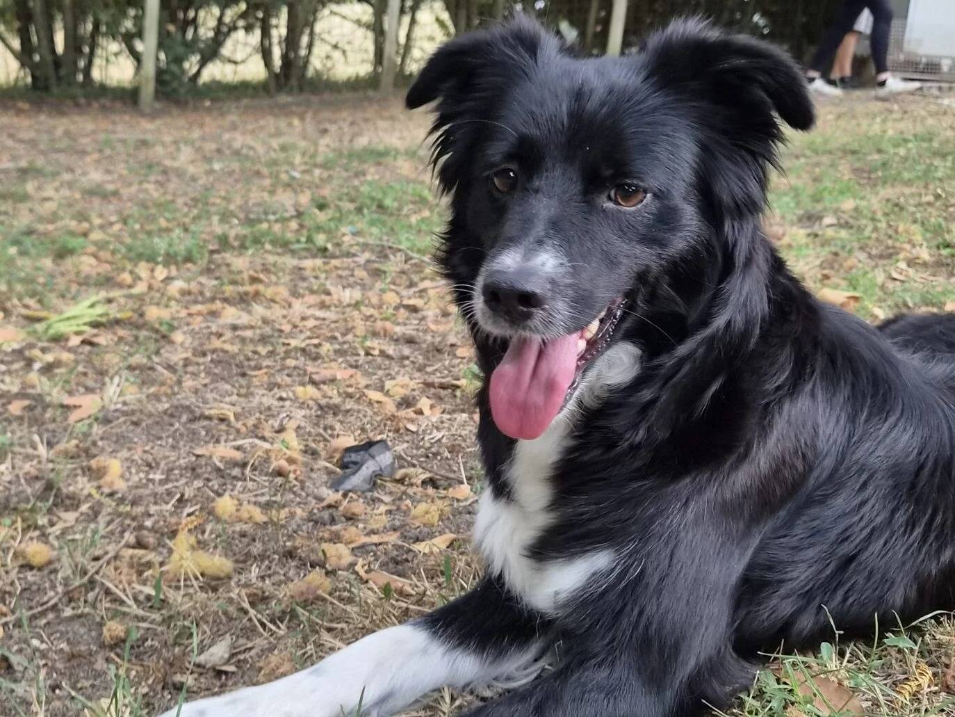 Adozione cane, femmina, Border Collie Razza sconosciuta, 2 anni e 6 mesi, taglia media contenuta, Roma