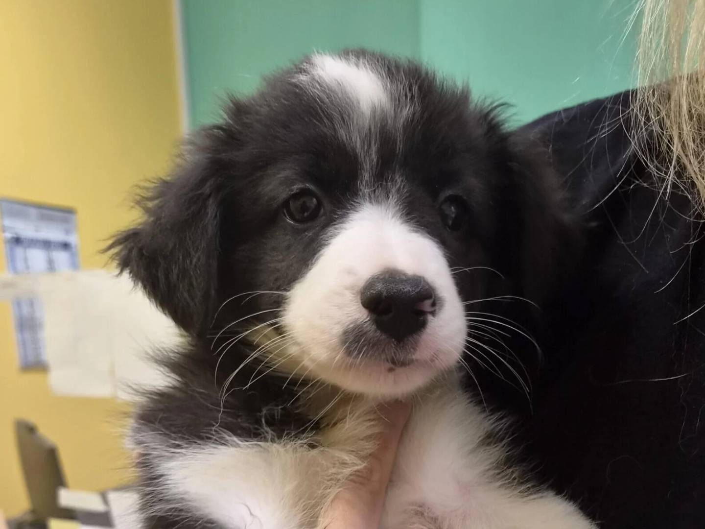 Adozione cane, femmina, Razza sconosciuta Razza sconosciuta, 3 mesi, taglia media contenuta, Roma