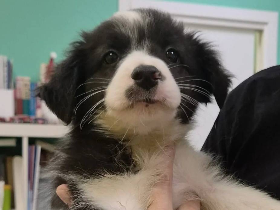 Adotta un cane, femmina, 3 mesi, Roma