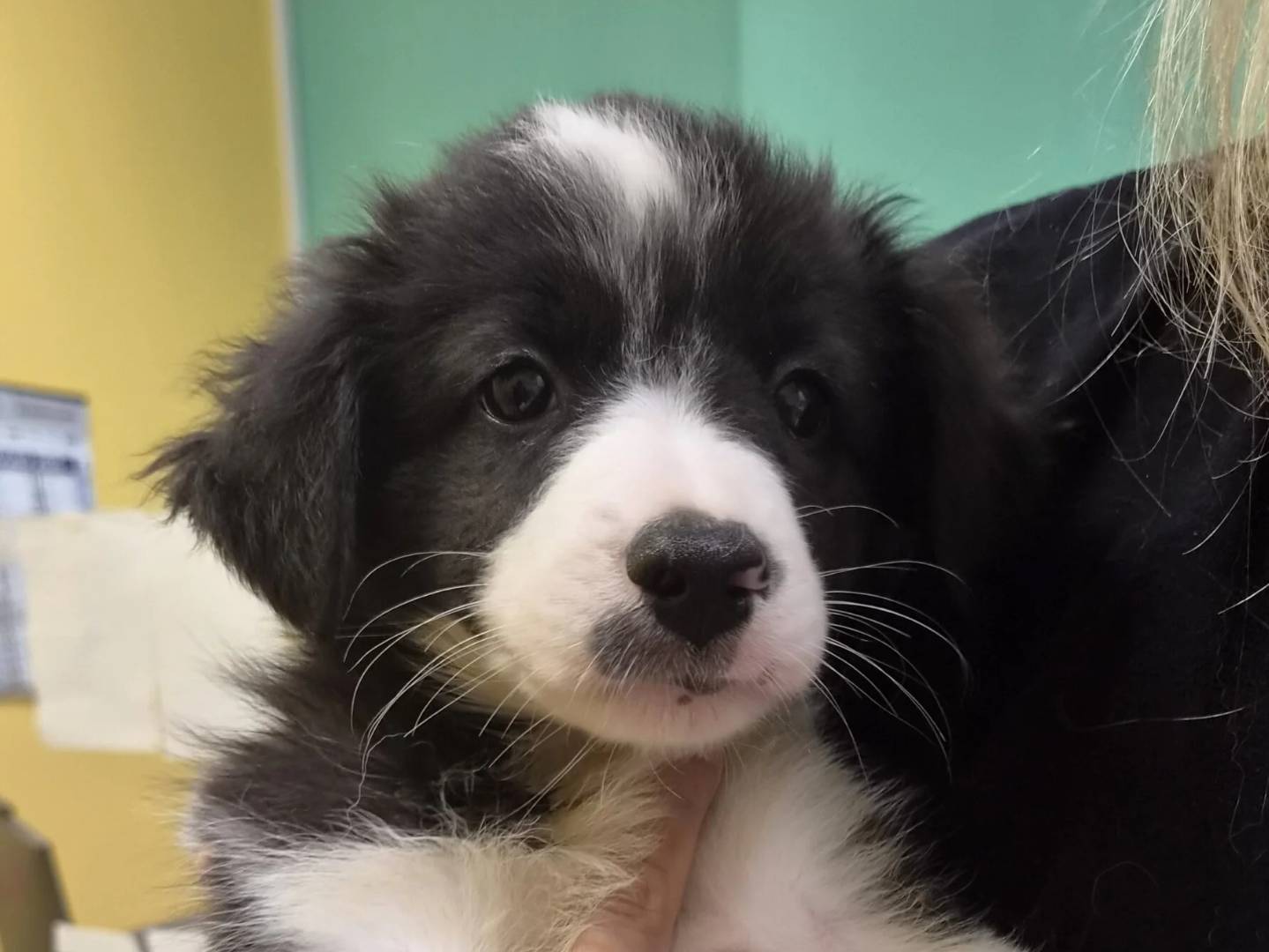 Vuoi adottare un cane a Roma?