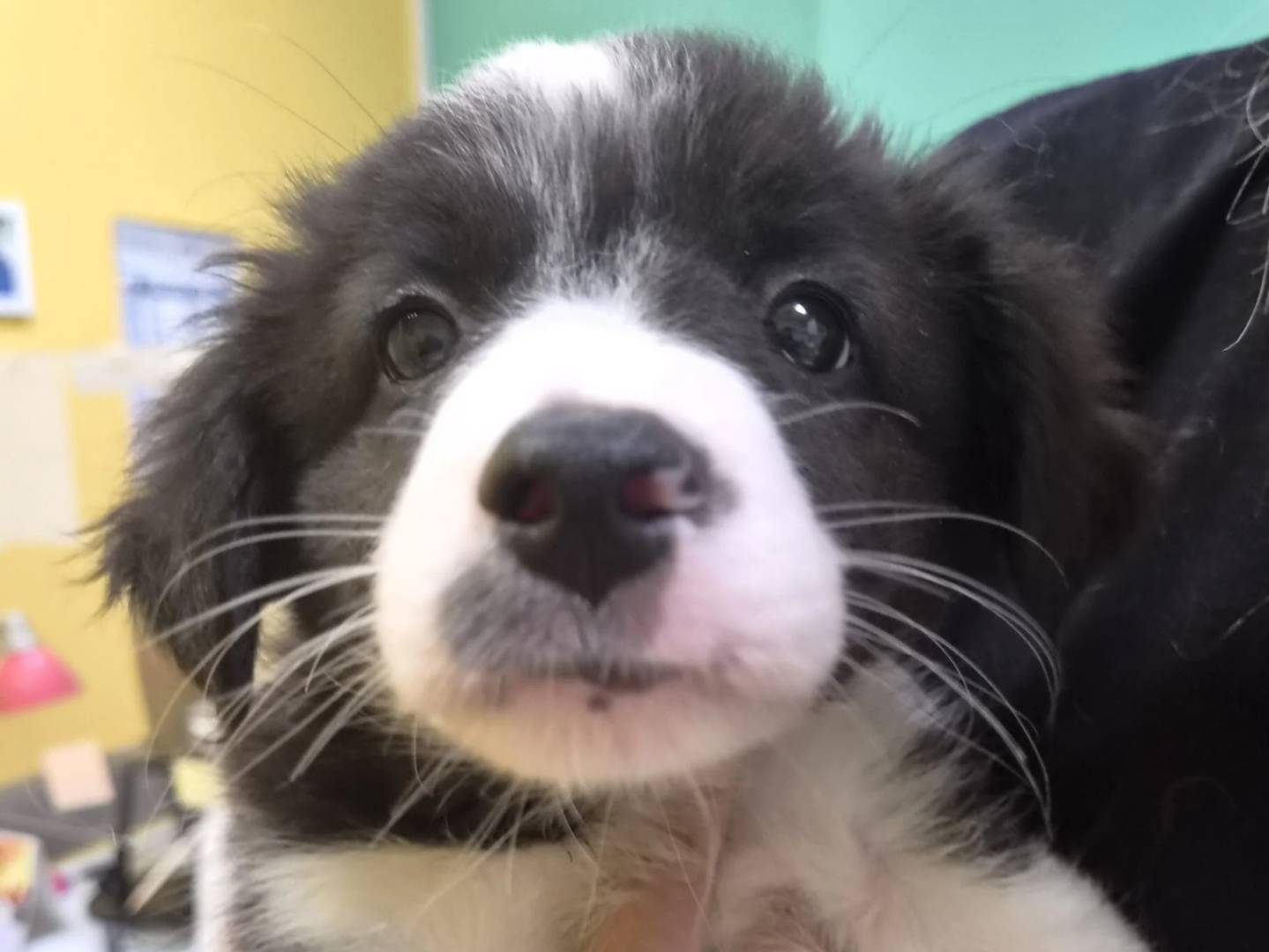 Adotta il cane TISANA  a Roma