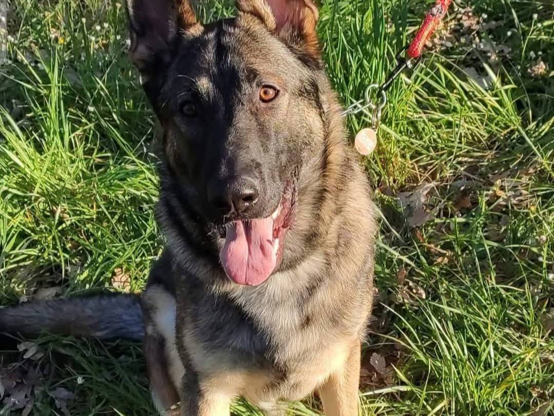 Adotta un cane, maschio, 6 anni e 3 mesi, Terni