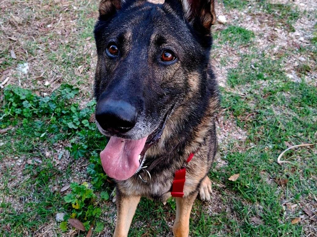 Adotta un cane, taglia gigante, maschio, Terni