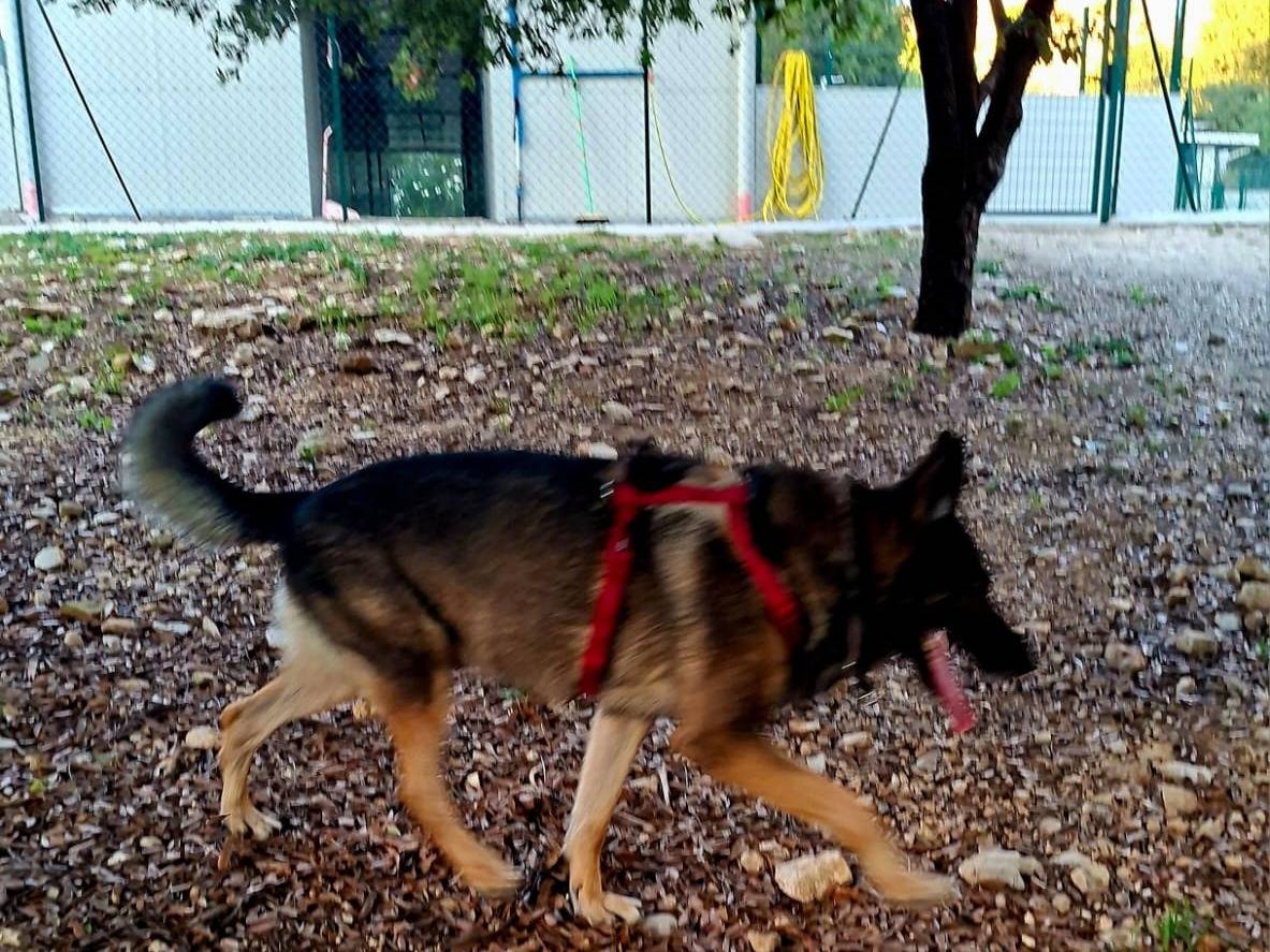 Vuoi adottare un cane a Terni?