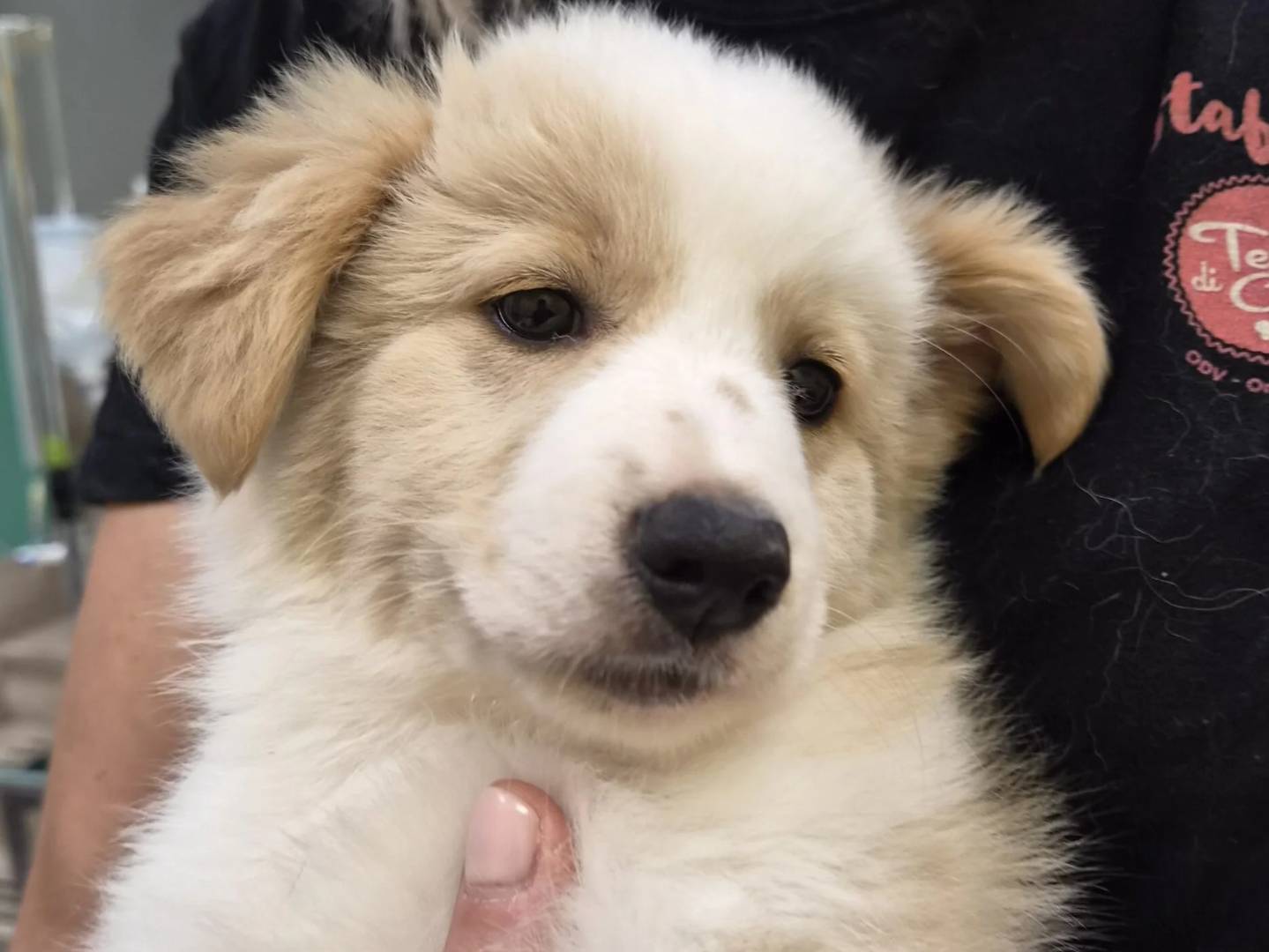 Adotta un cane, femmina, 3 mesi, Roma