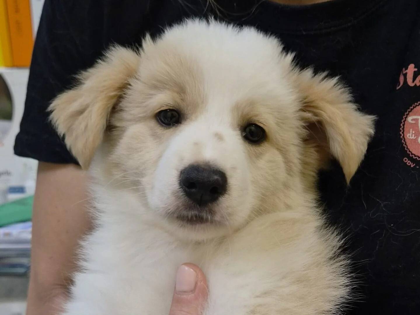 Adozione cane, femmina, Razza sconosciuta Razza sconosciuta, 3 mesi, taglia media contenuta, Roma