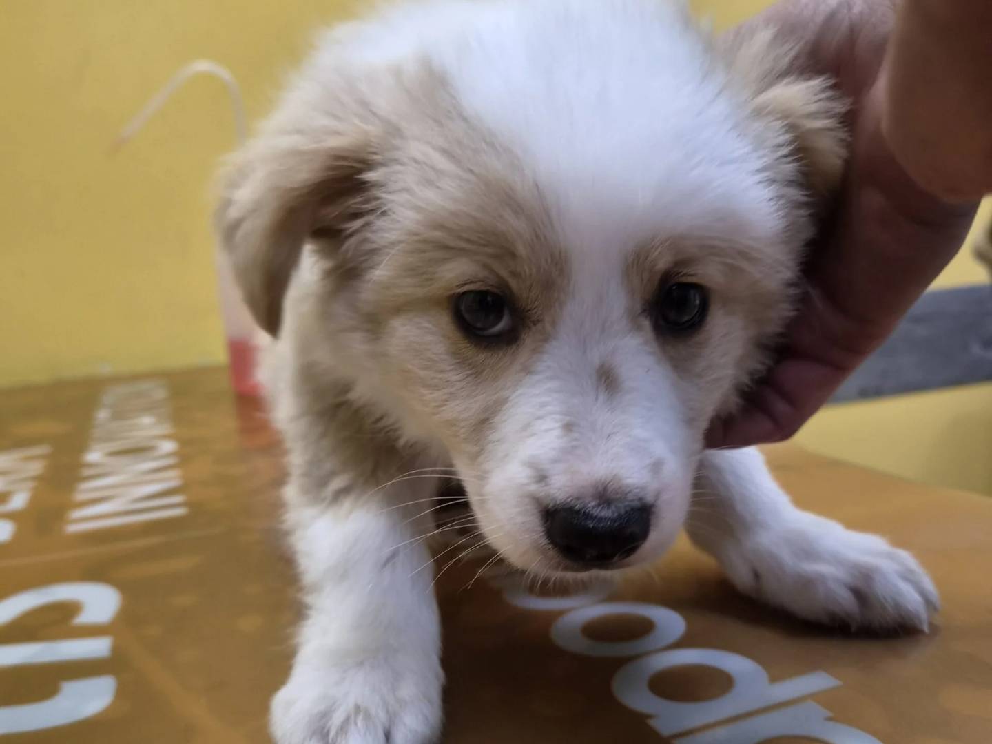 Adotta un cane, taglia media contenuta, femmina, Roma