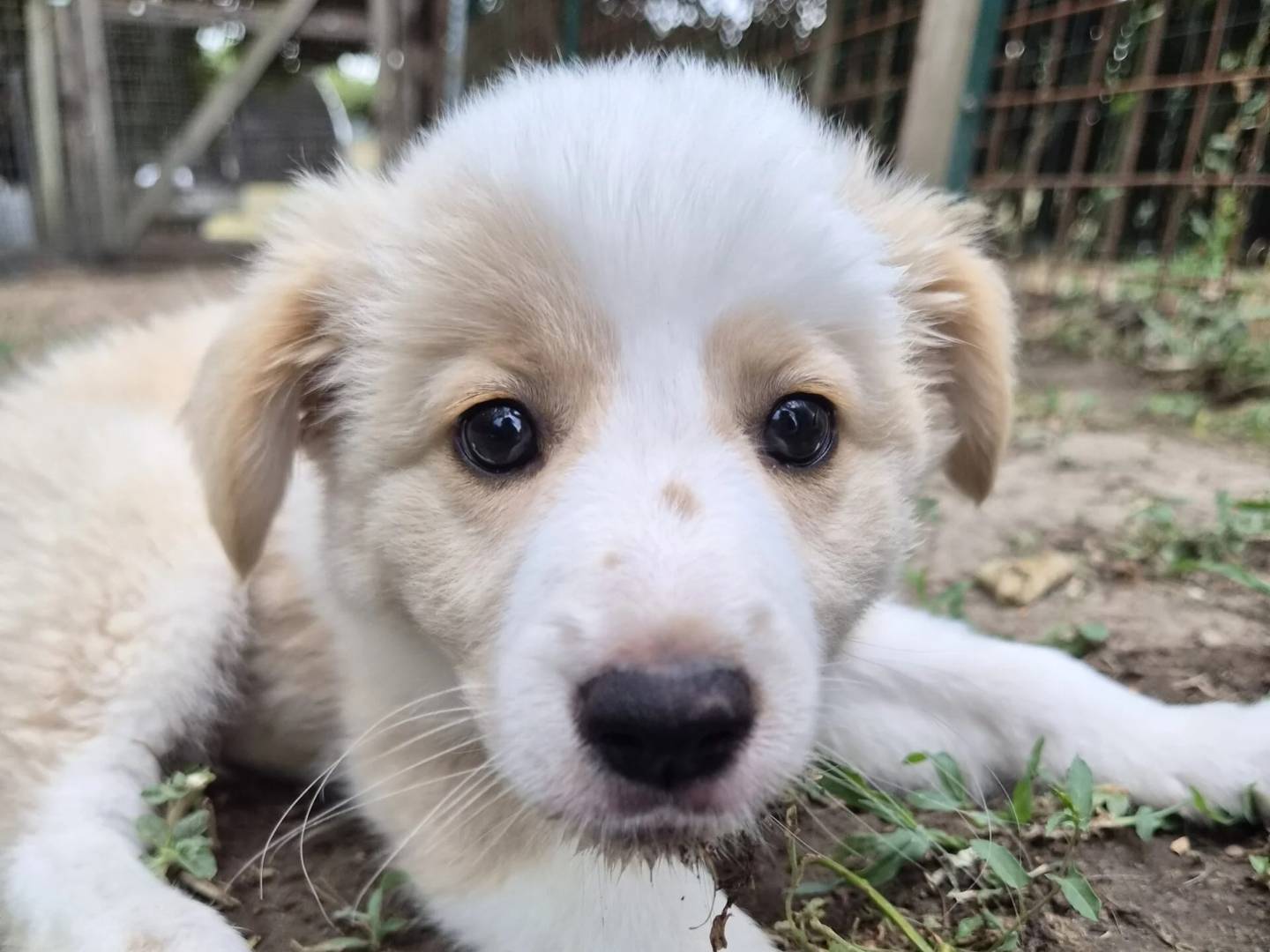 Vuoi adottare un cane a Roma?