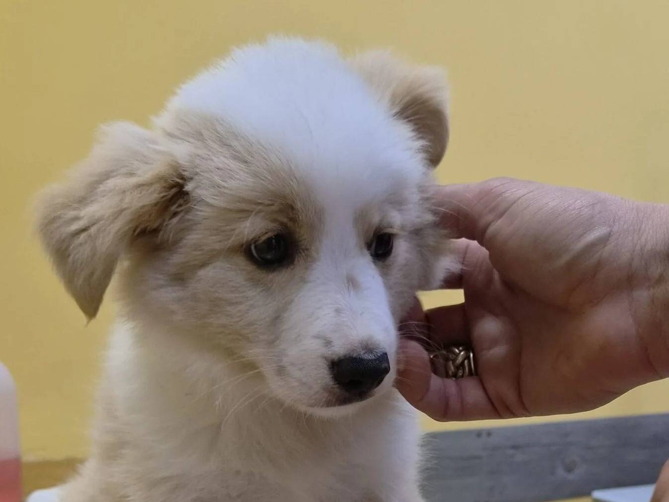 Adotta il cane KETOGENICA  a Roma