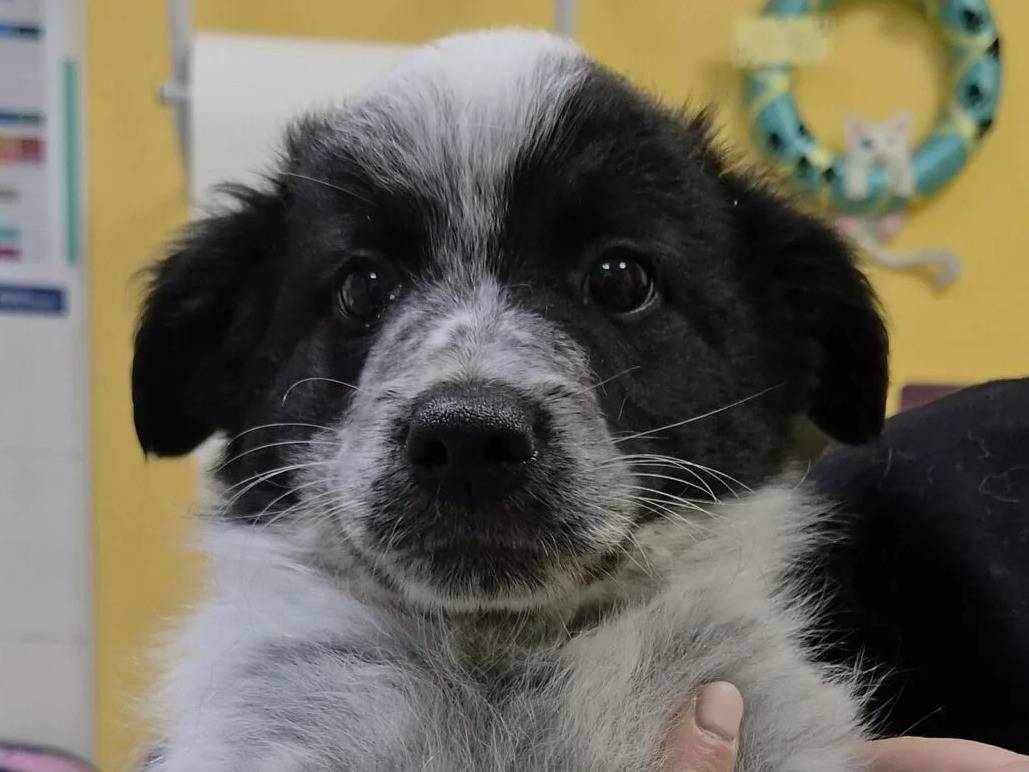 Adotta un cane, maschio, 3 mesi, Roma