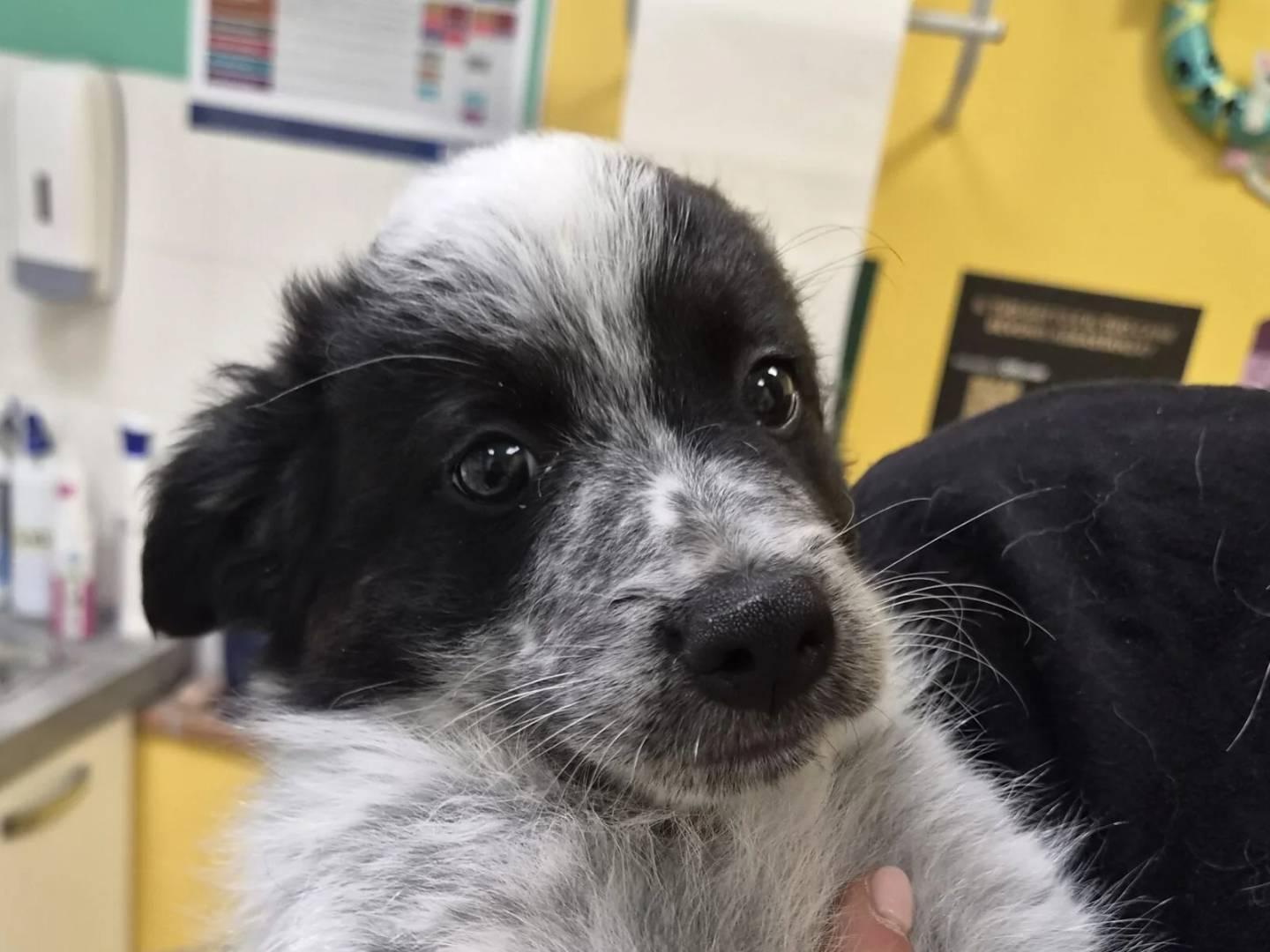 Adotta un cane, taglia media contenuta, maschio, Roma