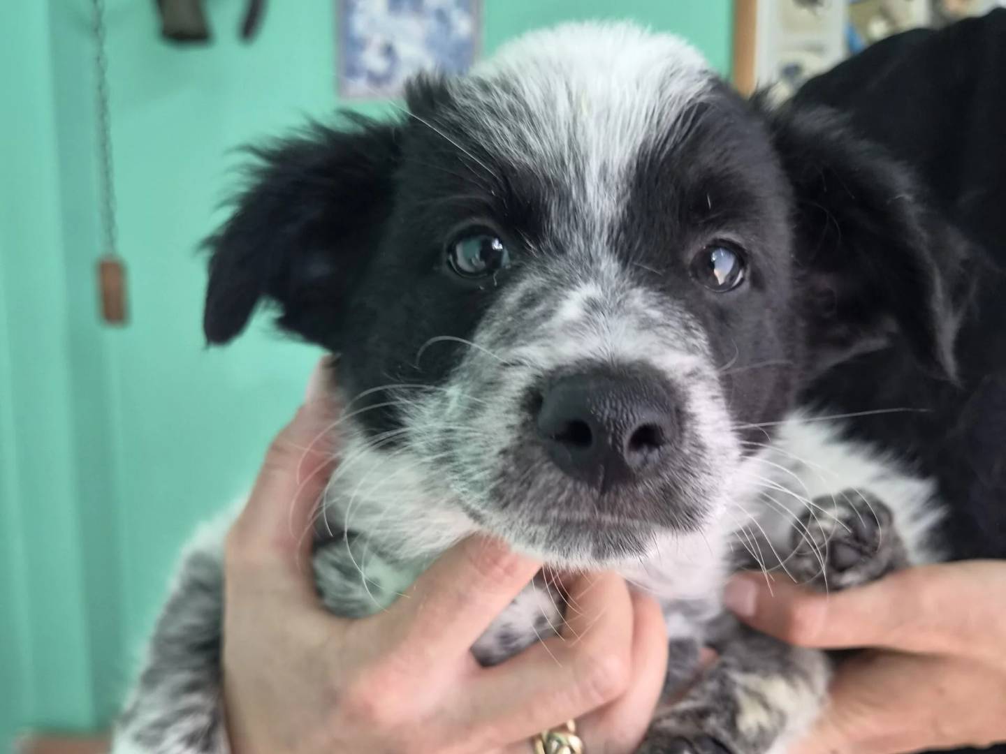 Adozione cane, maschio, Razza sconosciuta Razza sconosciuta, 3 mesi, taglia media contenuta, Roma